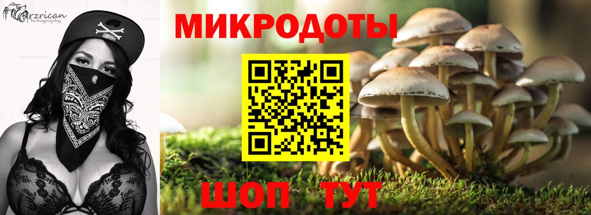 Псилоцибиновые грибы Psilocybine cubensis Саратов